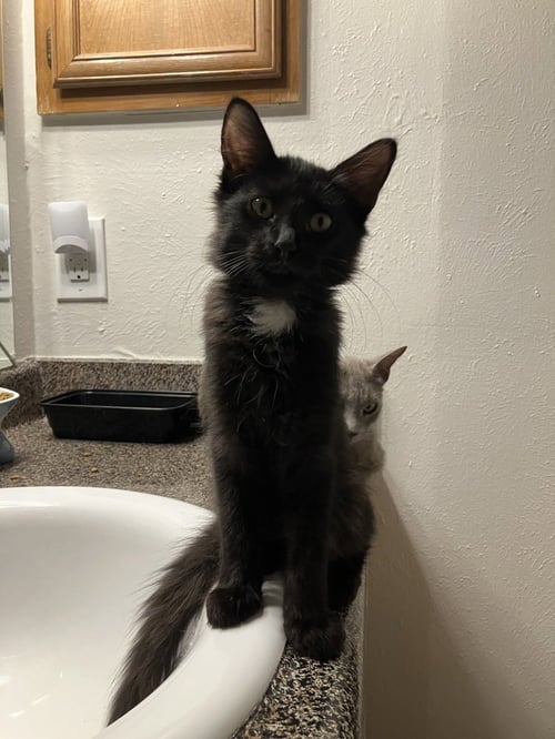 OSCAR MARTINEZ - Domestic Medium Hair / Domestic Medium Hair available for adoption