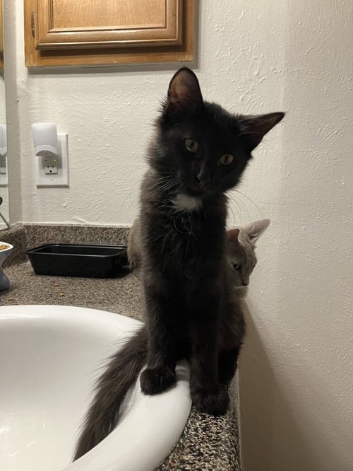 OSCAR MARTINEZ - Domestic Medium Hair / Domestic Medium Hair available for adoption