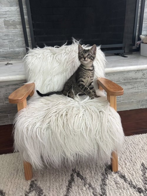 STRIKER - Domestic Short Hair / Domestic Short Hair available for adoption