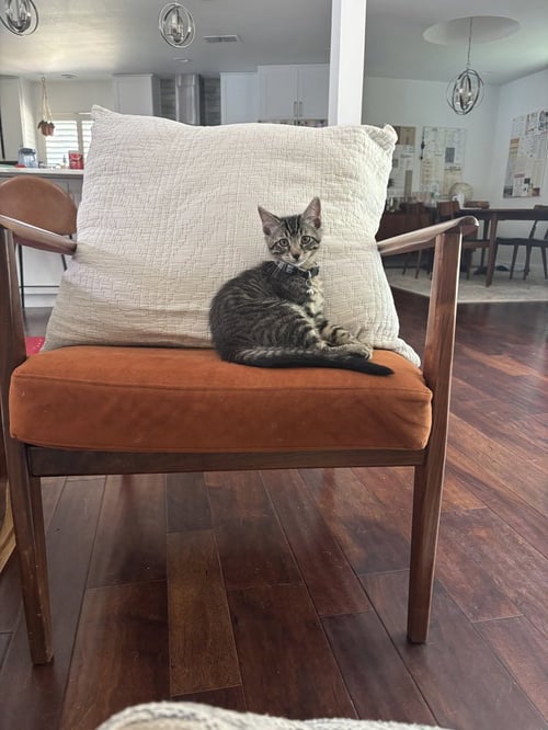 STRIKER - Domestic Short Hair / Domestic Short Hair available for adoption