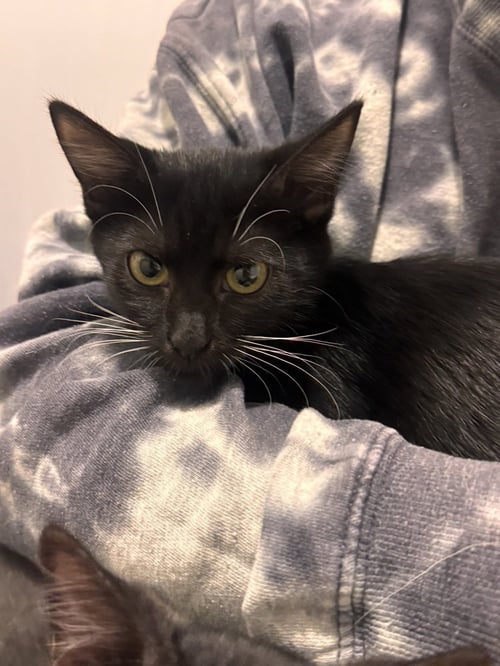 MILEY KAY - Domestic Short Hair / Domestic Short Hair available for adoption