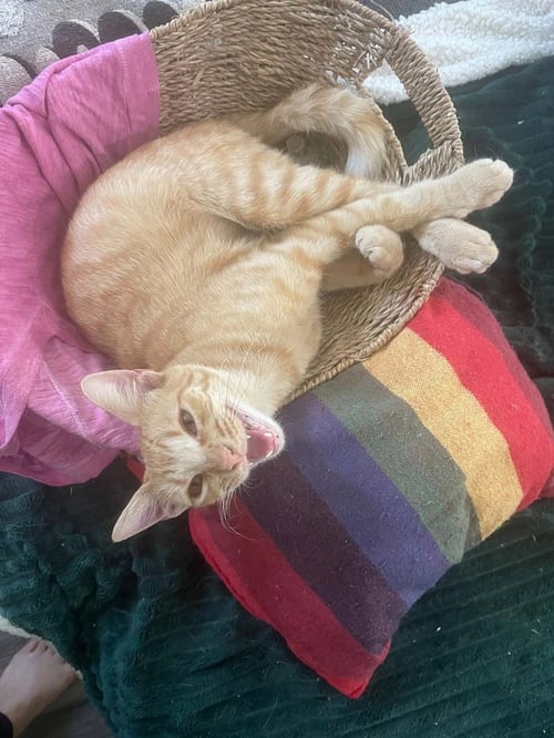CORNFLAKE S. PECIALLY - Domestic Short Hair / Domestic Short Hair available for adoption