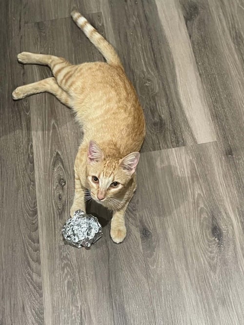 CORNFLAKE S. PECIALLY - Domestic Short Hair / Domestic Short Hair available for adoption