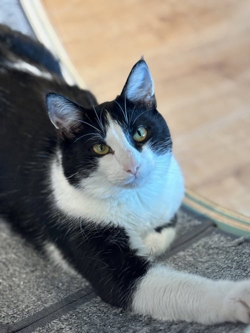 XAVIER - Domestic Short Hair / Domestic Short Hair available for adoption