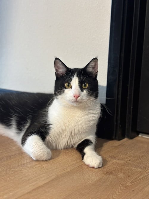 XAVIER - Domestic Short Hair / Domestic Short Hair available for adoption