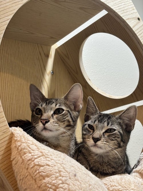 ALPINE - Domestic Short Hair / Domestic Short Hair available for adoption