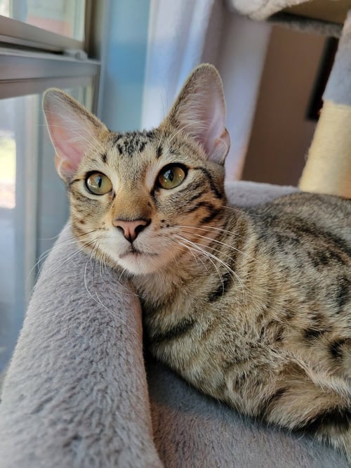 ALPINE - Domestic Short Hair / Domestic Short Hair available for adoption