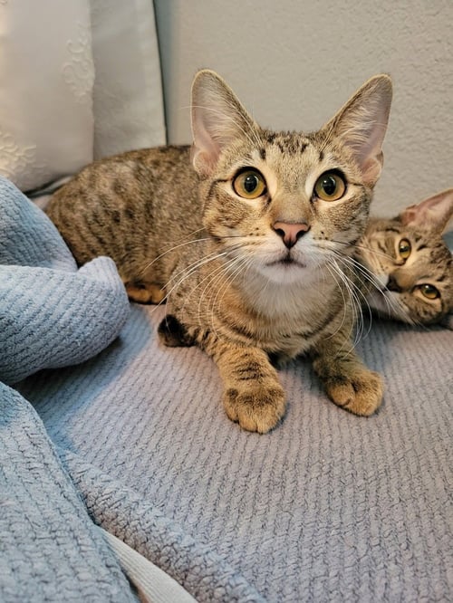 ALPINE - Domestic Short Hair / Domestic Short Hair available for adoption