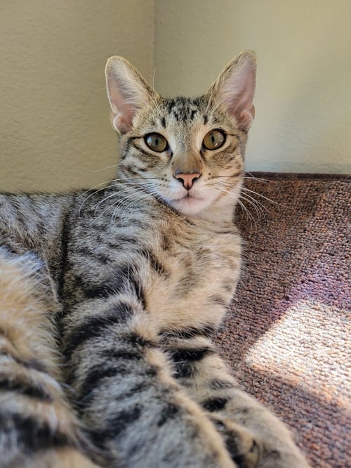 ALPINE - Domestic Short Hair / Domestic Short Hair available for adoption