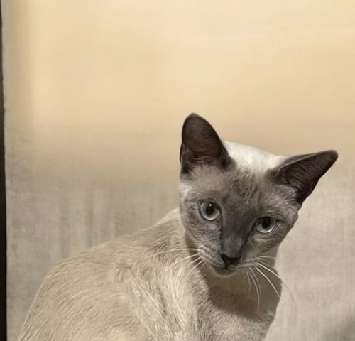 AMIRA - Siamese / Colorpoint Shorthair available for adoption