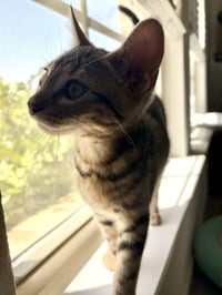 Zuko - Photo 3