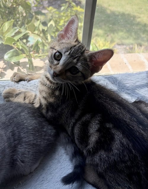 ZUKO - Domestic Short Hair / Domestic Short Hair available for adoption