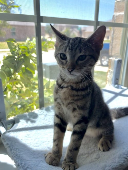 ZUKO - Domestic Short Hair / Domestic Short Hair available for adoption
