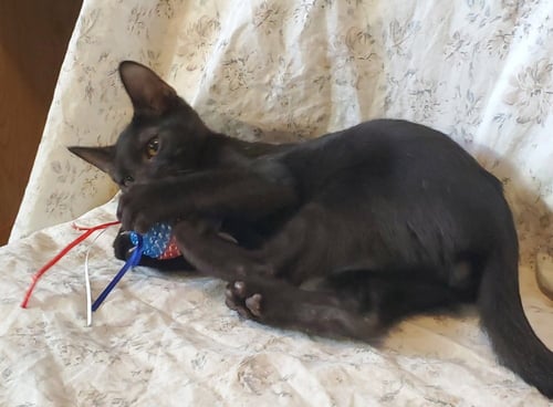 BAKED BEANS - Domestic Short Hair / Domestic Short Hair available for adoption