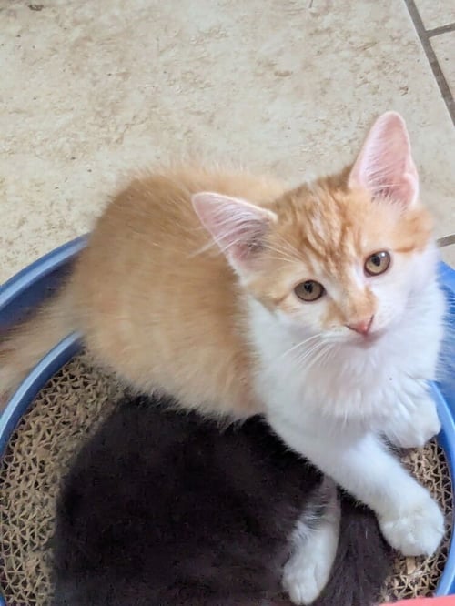 AIR FORCE 1'S - Domestic Medium Hair / Domestic Medium Hair available for adoption