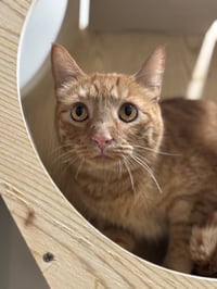 Paw McCartney - Photo 2