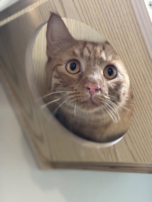PAW MCCARTNEY - Domestic Short Hair / Domestic Short Hair available for adoption