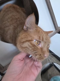 Paw McCartney - Photo 3