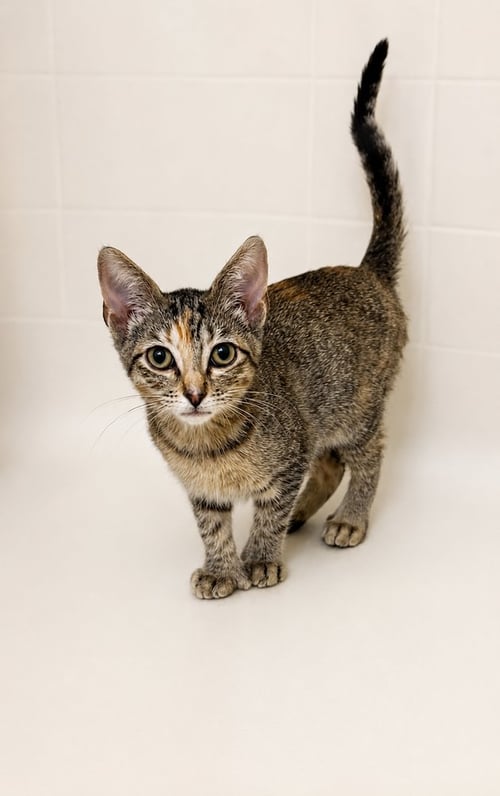 TEMPURRA - Extra-Toes Cat (Hemingway Polydactyl) / Calico available for adoption