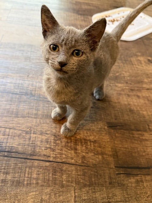 LORN OF ARCOS - Domestic Short Hair / Domestic Short Hair available for adoption