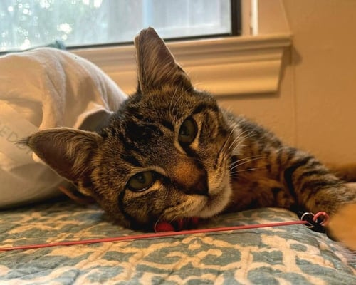 JINX - Domestic Short Hair / Domestic Short Hair available for adoption