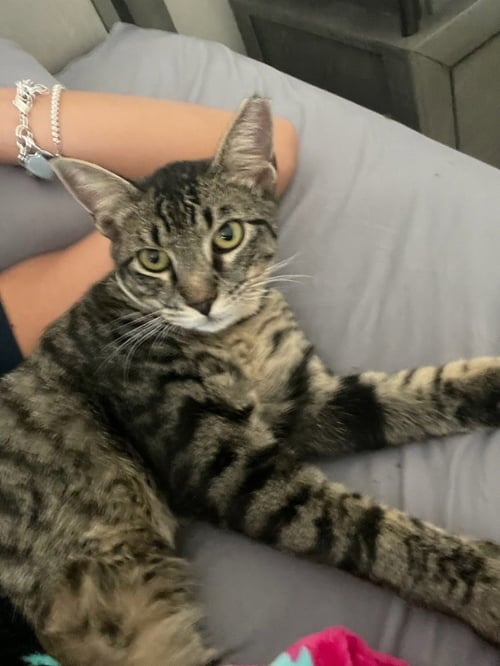 JINX - Domestic Short Hair / Domestic Short Hair available for adoption