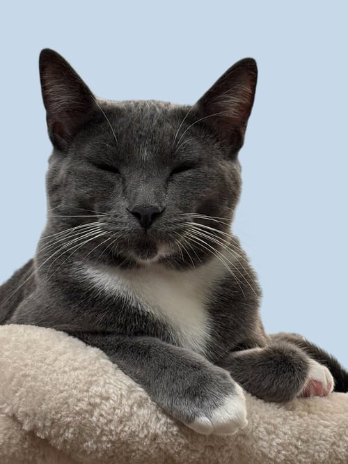 CHIA - Domestic Short Hair / Domestic Short Hair available for adoption