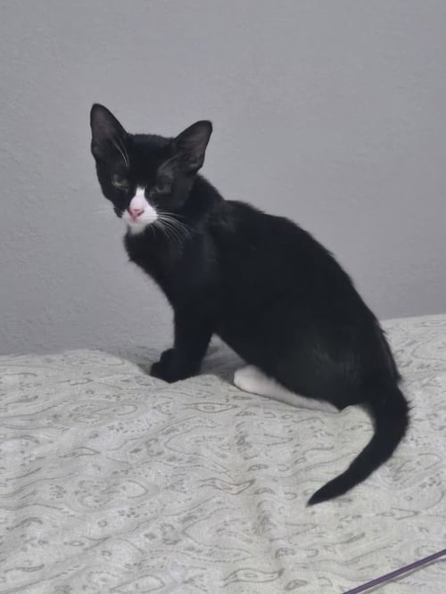 GABRIEL BIXBY - Domestic Short Hair / Domestic Short Hair available for adoption