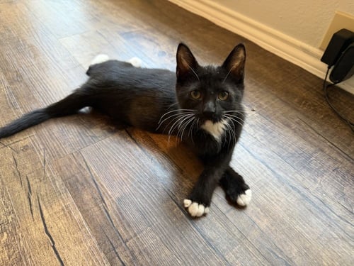 PAX AU TELEMANUS - Domestic Short Hair / Domestic Short Hair available for adoption