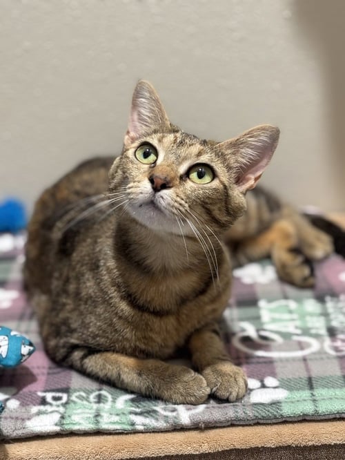 SPECKLES - Domestic Short Hair / Calico available for adoption