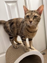 Speckles - Photo 2