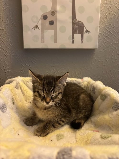 COWBOY - Domestic Short Hair / Domestic Short Hair available for adoption