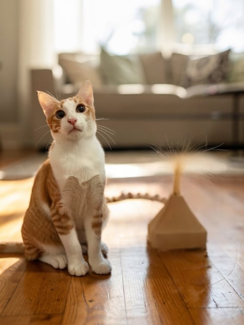 CHEDDAR BAY - Domestic Short Hair / Domestic Short Hair available for adoption
