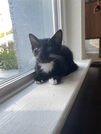 Opie - Photo 2