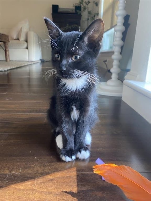 Opie Image