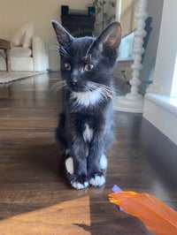 Opie - Photo 1