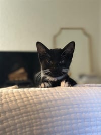 Opie - Photo 3