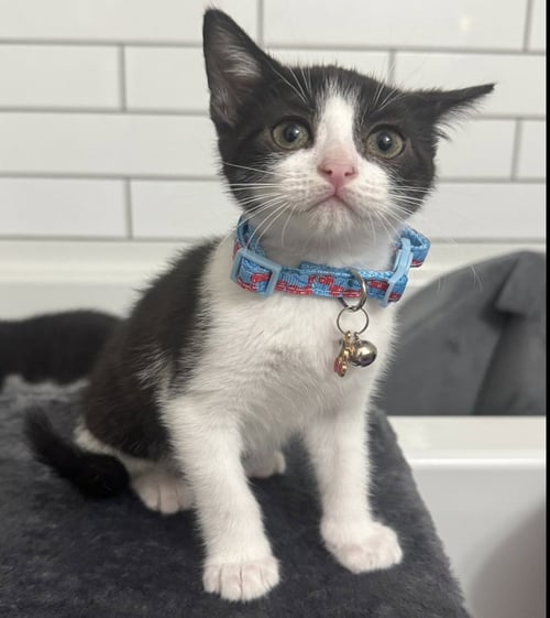 CORAL - Domestic Short Hair / Domestic Short Hair available for adoption