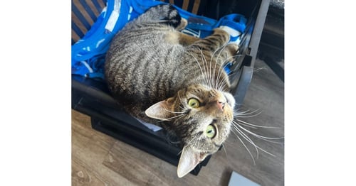POP TART - Domestic Short Hair / Domestic Short Hair available for adoption