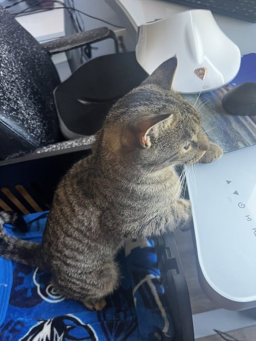 POP TART - Domestic Short Hair / Domestic Short Hair available for adoption