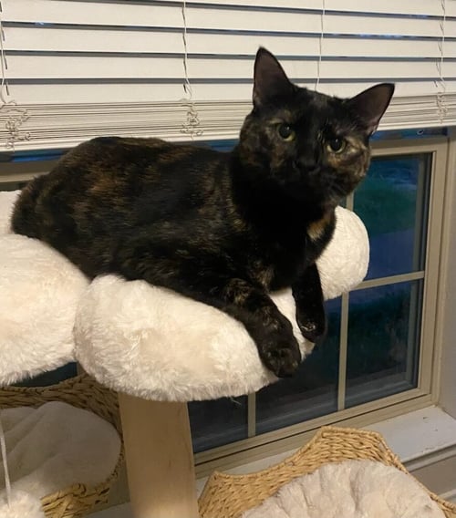 CITRINE - Domestic Short Hair / Domestic Short Hair available for adoption