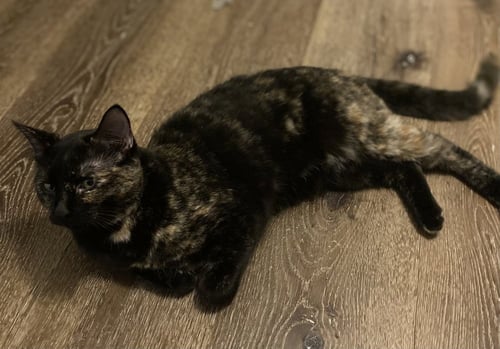 CITRINE - Domestic Short Hair / Domestic Short Hair available for adoption