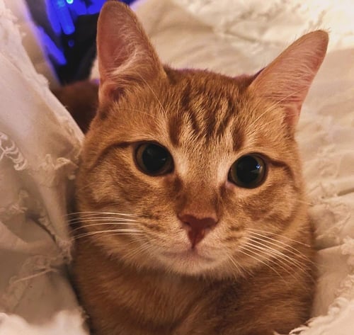 GEOFFREY - Domestic Short Hair / Domestic Short Hair available for adoption