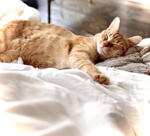 GEOFFREY - Domestic Short Hair / Domestic Short Hair available for adoption