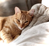 Geoffrey - Photo 4