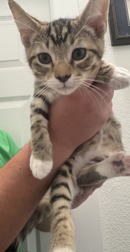 MAPLE - Domestic Short Hair / Domestic Short Hair available for adoption