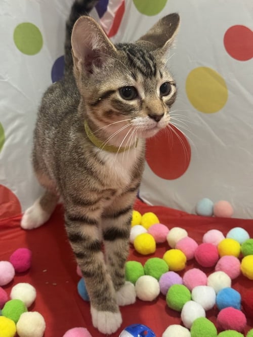 MAPLE - Domestic Short Hair / Domestic Short Hair available for adoption