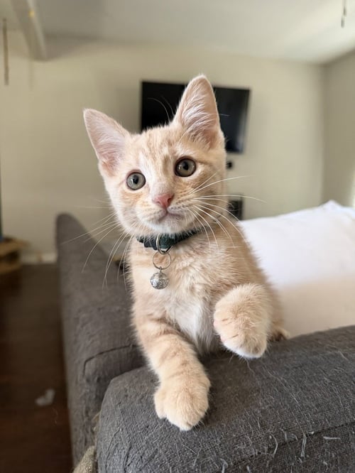 MEATBALL - Domestic Short Hair / Domestic Short Hair available for adoption
