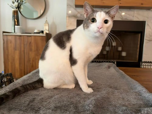 AURA - Domestic Short Hair / Domestic Short Hair available for adoption