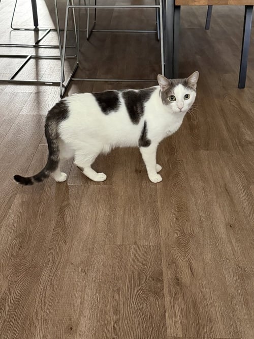 AURA - Domestic Short Hair / Domestic Short Hair available for adoption